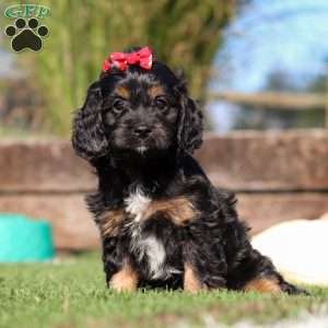 Lila, Cavapoo Puppy
